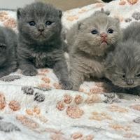 Cucciola British Blu