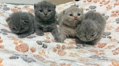 Cucciola British Blu