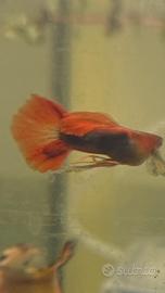 Guppy # Guppy ribbon #pesci#pesci tropicali