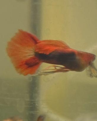 Guppy # Guppy ribbon #pesci#pesci tropicali
