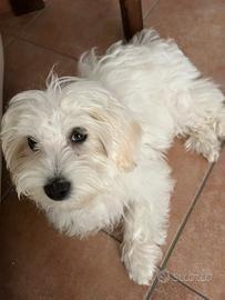 Cucciola Maltese