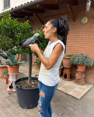 Baby Pappagallo Cenerino