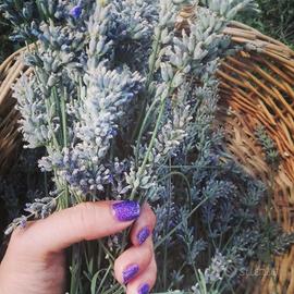 Raccolto di Lavanda "in piedi"