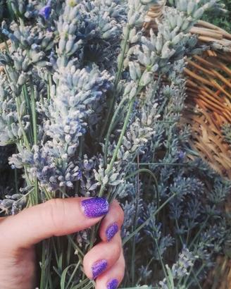 Raccolto di Lavanda "in piedi"