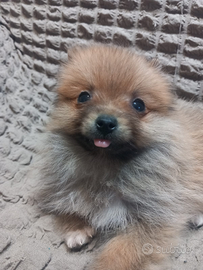 Vendo Cucciolo di Spitz Pomerania