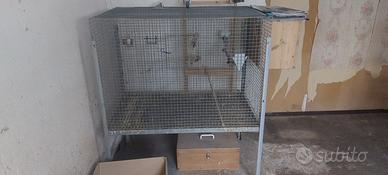 Volieretta allevamento pappalli