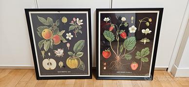 Coppia di quadri stampe natura frutta fragole mele