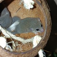 Minighiro africano codabianca