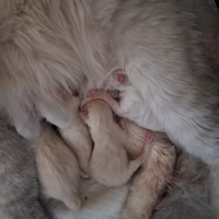 Cuccioli siberiani neva
