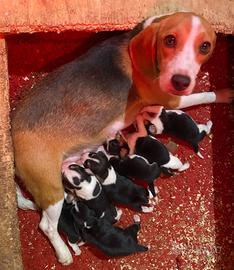 Cuccioli di beagle