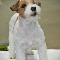 Cucciolo Jack Russell Terrier