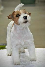 Cucciolo Jack Russell Terrier