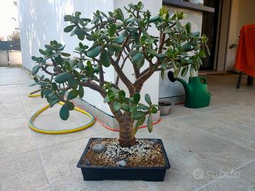 Crassula Ovata Albero di Giada Bonsai