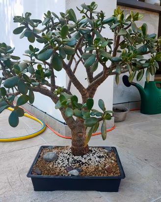 Crassula Ovata Albero di Giada Bonsai