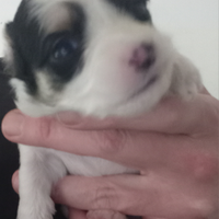 Cuccioli di volpino pelo lungo