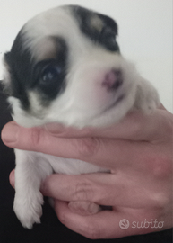 Cuccioli di volpino pelo lungo