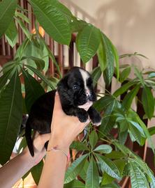 Boxer cuccioli