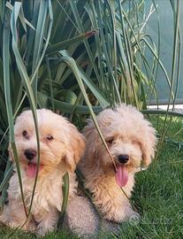 Maltipoo toy