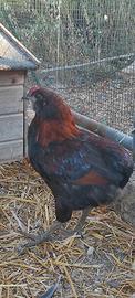 Galletto araucana