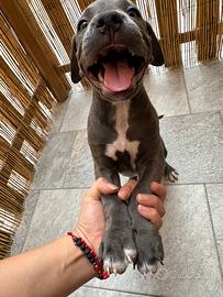 Cuccioli di Pitbull- Vaccinati e Libretto- Monza