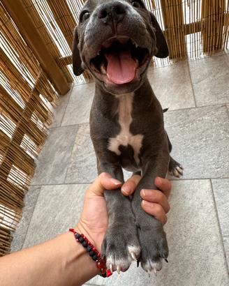 Cuccioli di Pitbull- Vaccinati e Libretto- Monza