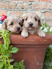 Maltipoo