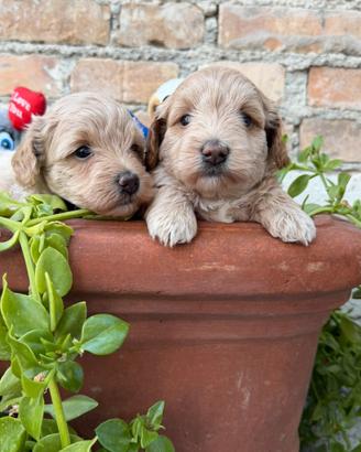 Maltipoo