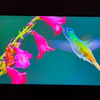 monitor asus va24e 24pollici full HD  (1920x1080)