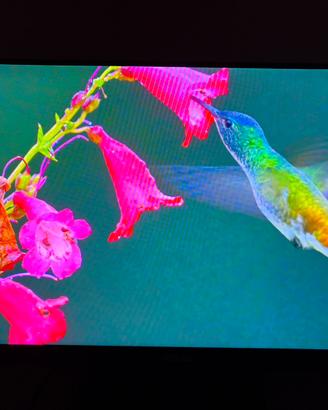 monitor asus va24e 24pollici full HD  (1920x1080)