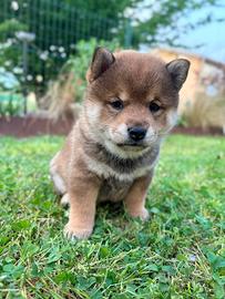 Shiba inu