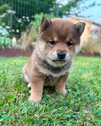 Shiba inu