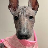 Cane nudo messicano