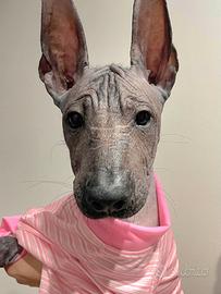 Cane nudo messicano