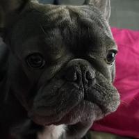 Bulldog francese per accoppiamento
