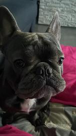 Bulldog francese per accoppiamento