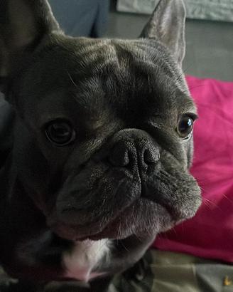 Bulldog francese per accoppiamento