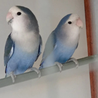 Pappagalli inseparabili