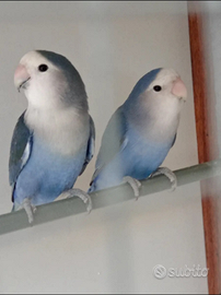 Pappagalli inseparabili