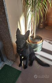 Incrocio pastore belga