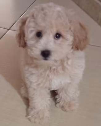 Barboncino toy