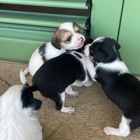 Cucciolata di bastardini gratuita