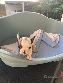 Bulldog francesi