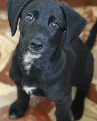 Cagnolini