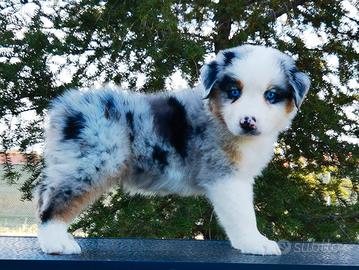 Cucciole Australian Shepherd / Pastore Australiano
