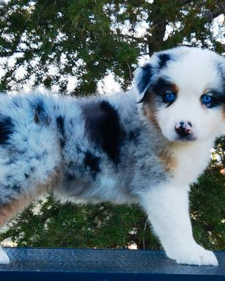 Cucciole Australian Shepherd / Pastore Australiano