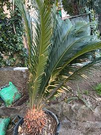 Palmetta Cycas