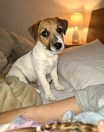 Maschio cucciolo di Jack russell terrier