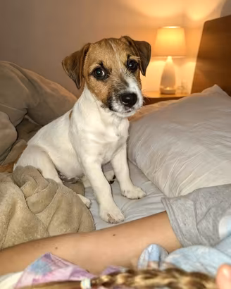 Maschio cucciolo di Jack russell terrier
