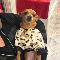 Compagnia per il mio Pinscher Ciro