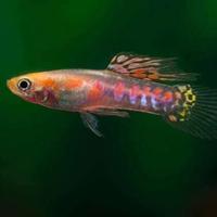 Endler ginga rubra